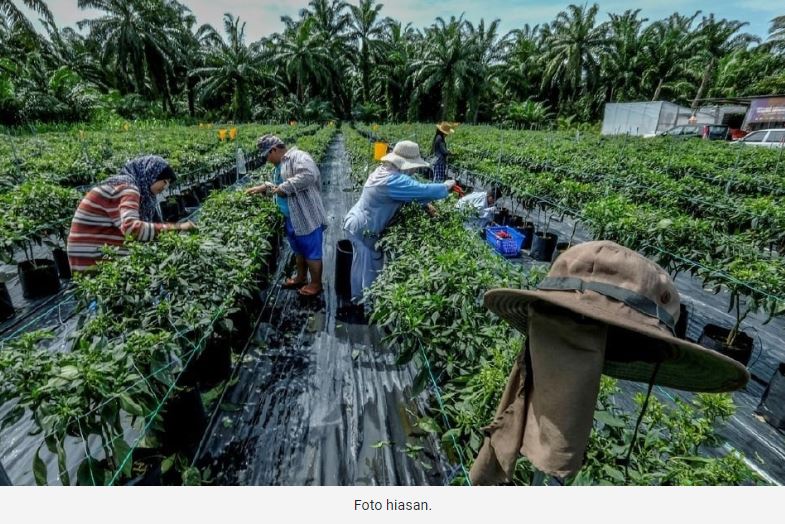 graduan jadi usahawan tani