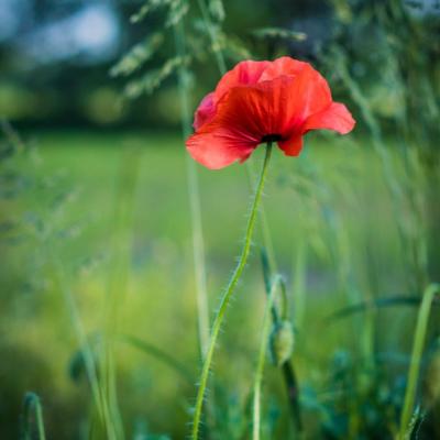 Poppies 4971583 12801